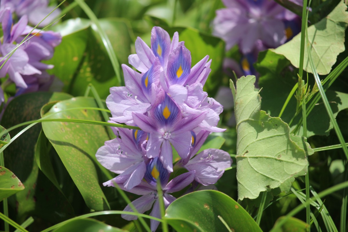 Pontederia crassipes Mart.